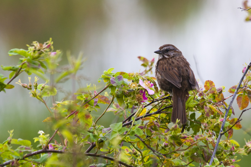 Song Sparrow